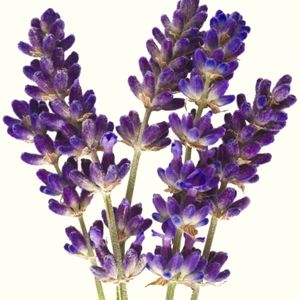 Meet your Posher, Debora t